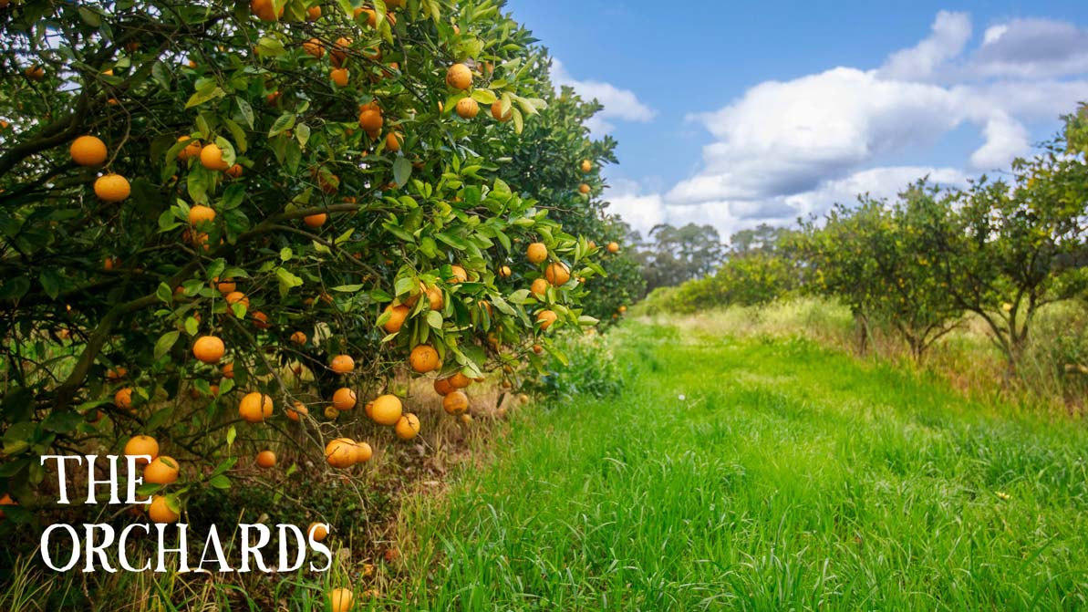 Farm Fresh Fruit & Veg Delivered Sydney & Central Coast