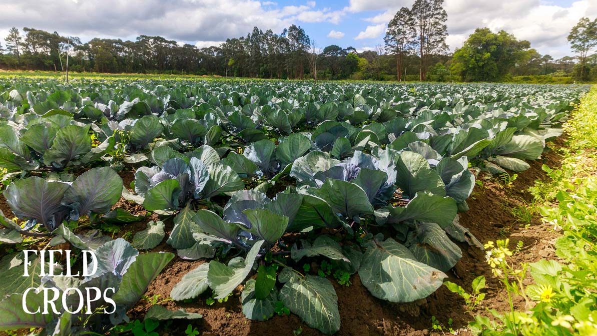 Farm Fresh Fruit & Veg Delivered Sydney & Central Coast