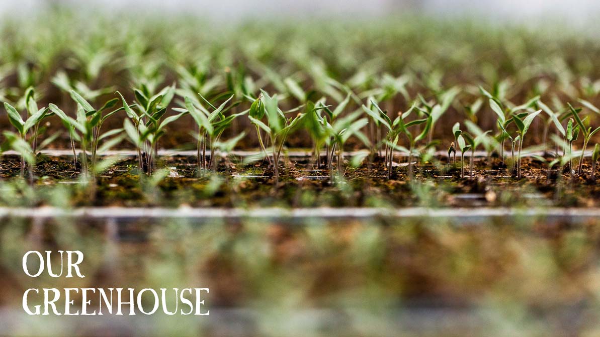 Farm Fresh Fruit & Veg Delivered Sydney & Central Coast