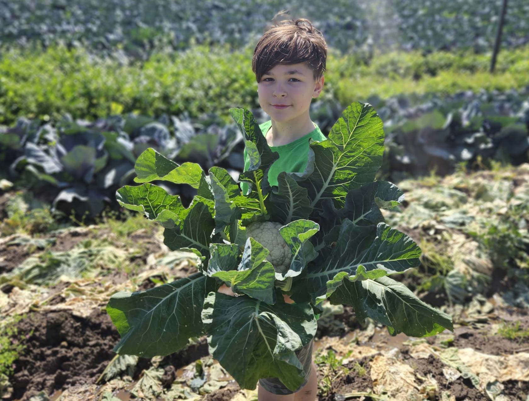 Farm Fresh Fruit & Veg Delivered Sydney & Central Coast