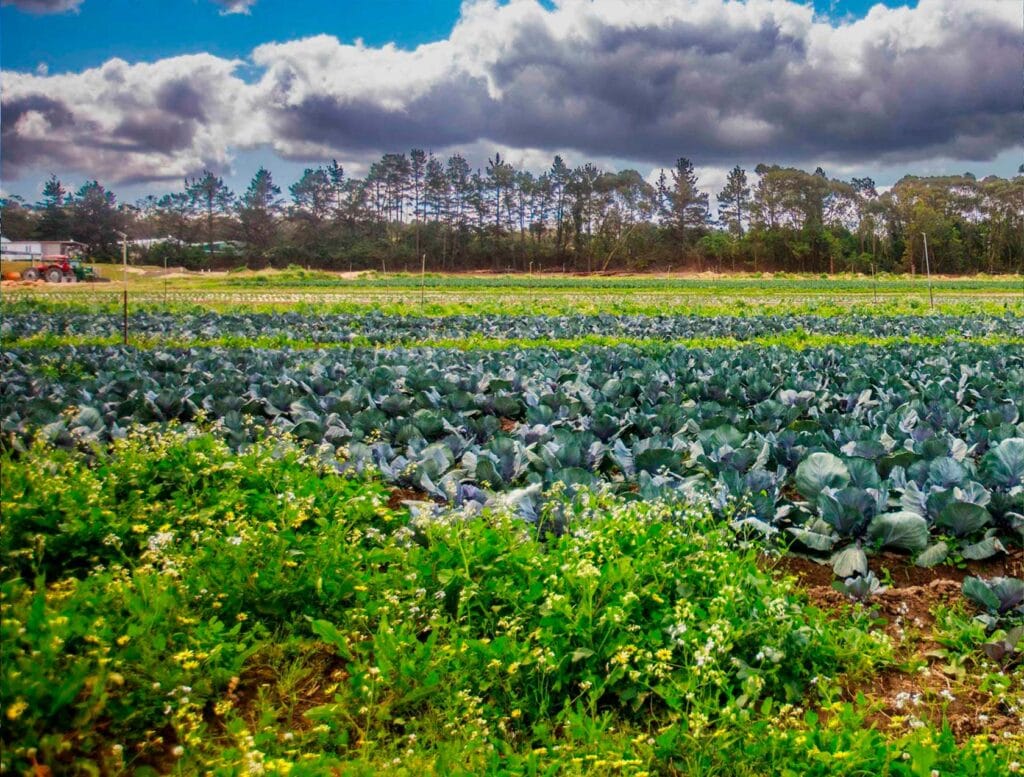Farm Fresh Fruit & Veg Delivered Sydney & Central Coast