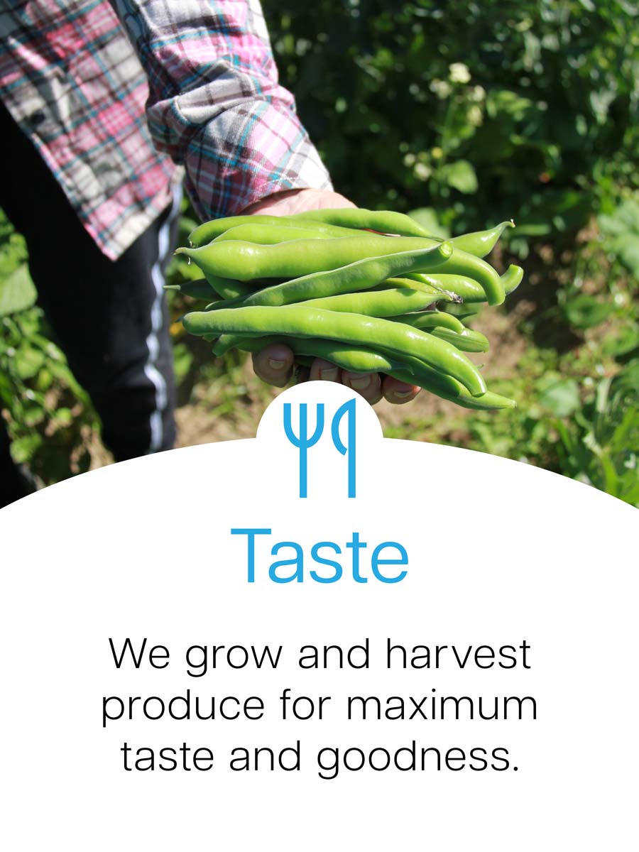 Zestiny Farm Central Mangrove - Buy Central Coast Fresh Produce