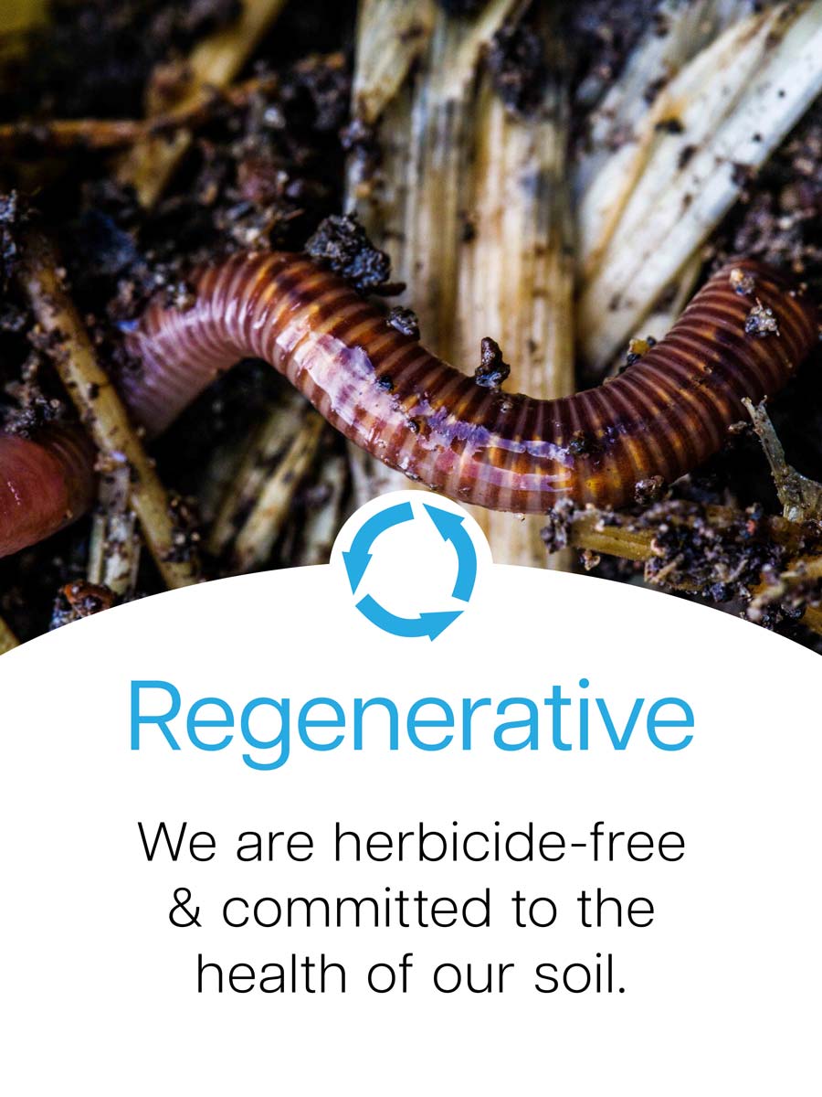 Zestiny Farm Central Mangrove - Buy Central Coast Fresh Produce