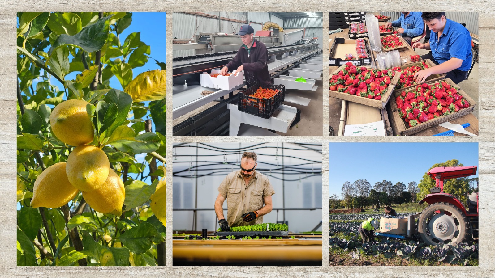 Farm Fresh Fruit & Veg Delivered Sydney & Central Coast